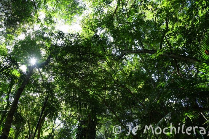 Filtra il sole nella foresta tropical